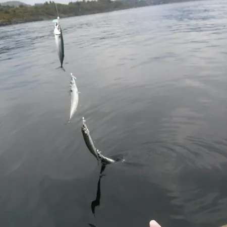 Kartveit Gjestetun *