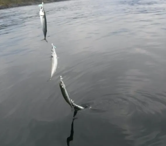 Kartveit Gjestetun *