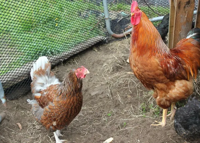 Kartveit Gjestetun בית כפרי *